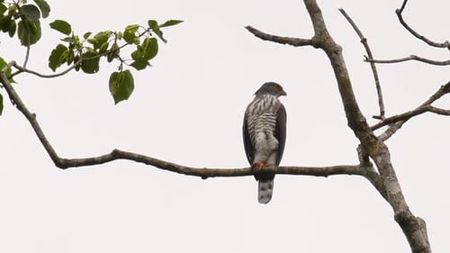 Crested Goshawk, Accipiter trivirgatus, perching on a branch of a tall tree looking around for food