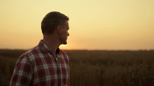 Farmer examines golden wheat field at sunset walking through his farmland