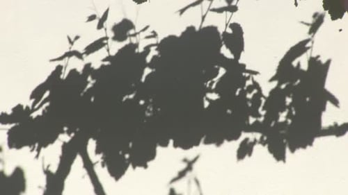 Plant Shadow on Wall