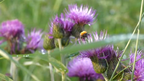 Bee flies among purple flowers. Close-up