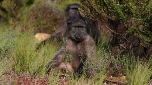 Two Baboons Resting On Grassy Field