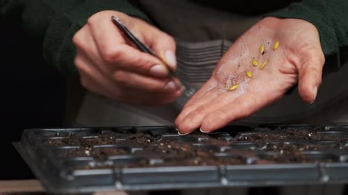 Technician Ensuring Proper Seed Arrangement For Uniform Germination In Controlled Tray Environment