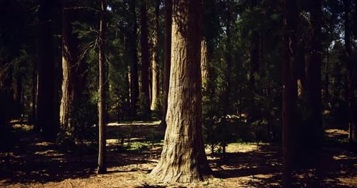 Majestic Tree Standing Tall in a Serene Forest Under Warm Sunlight