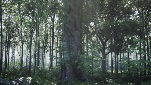 Inside a Rainforest Covered in Bright Green Moss