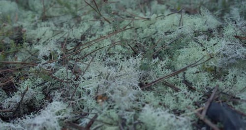 Light white color mossy forest floor, macro close up dolly backward shot