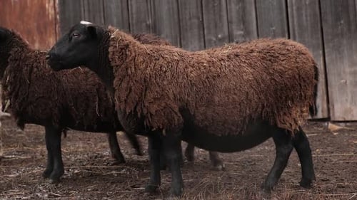Flock of Sheep Grazes Peacefully in a Rustic Farm Setting Alive with Nature Detailed Closeup of