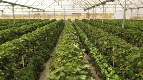 strawberries in the strawberry greenhouse