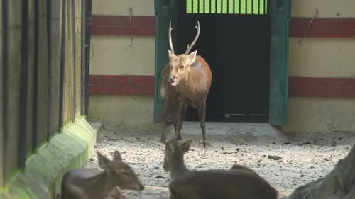 The Sika Deer in the zoo.