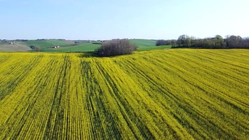 Aerial view of Blooming rapeseed field on a sunny day. Rich harvest of blooming yellow rapeseed with