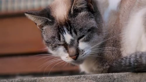 An abandoned cat looking at the camera