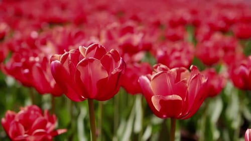 Red Tulip Field with Shallow Depth of Field
