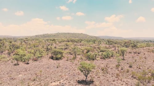Acacia trees in dry african savannah landscape, panoramic drone shot.