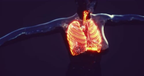 Detailed Representation of Human Lung Anatomy for Educational Purposes