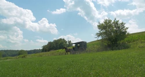 Amish Buggy, Grassy Field & Rural Road Agriculture