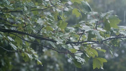 Strong Storm Wind with a Downpour Bends Tree Branches in the Park