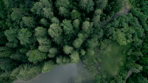 Evergreen Pine Wood Growing Near Synevir Lake
