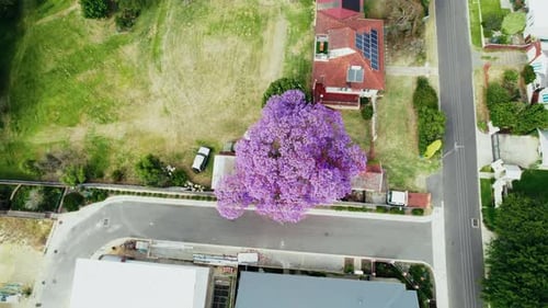 Vibrant purple jacaranda tree blooms above residential area