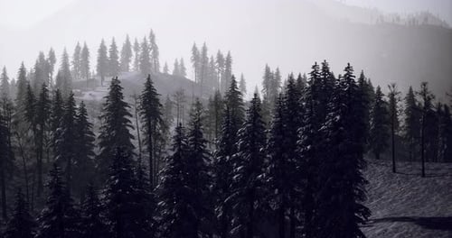 Winter Landscape with Tall Pine Trees in a Misty Forest Setting