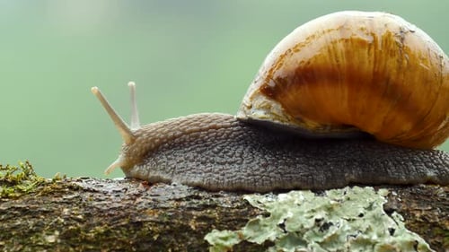 Snail