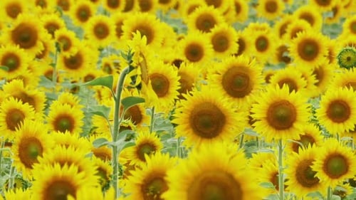 Sunflowers in the Field Swaying in the Wind