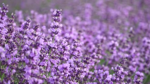 Blooming Lavender Field in the Countryside