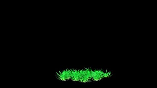 Grass Patch Growing