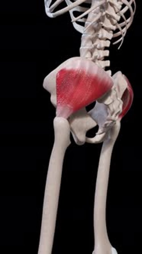 Human Gluteus Maximus Muscle Flexion 3D Anatomy Animation
