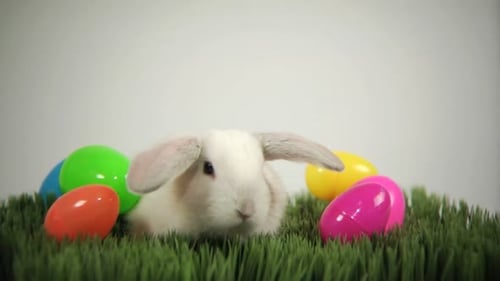 Cute Lop-Eared Rabbit Surrounded by Colorful Easter Eggs