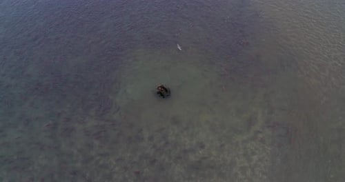 Brown Bear surrounded by thousands of Salmon fish in Kamchatka, Aerial view