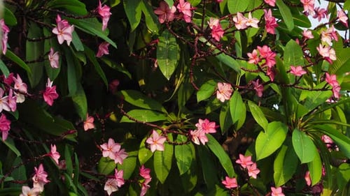 Close up static shot of Frangipani tree with flowers on sunny day