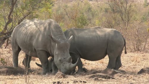 Breitmaulnashorn, (Ceratotherium simum) weiden zwei gemeinsam im Wald, Lockshot
