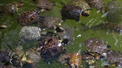 Tortugas animales en el agua del lago 7