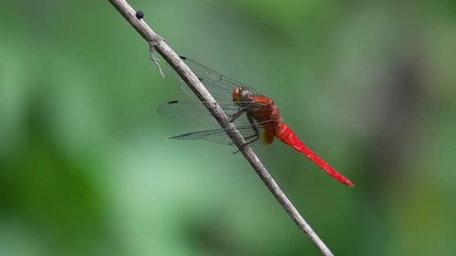 El moteador de mechones espinosos o Orthetrum chrysis también se denomina halcón rojo de los pantanos de lomo marrón en la mota lenta