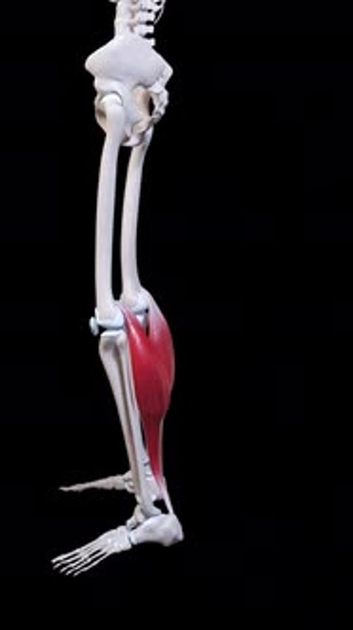 Gastrocnemius Muscle Movement Side View Vertical Video