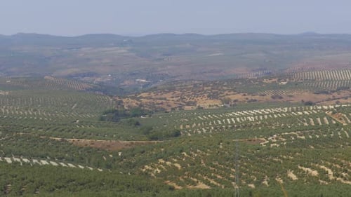 Landscape View of the Olive Fields in the Desert of Spain