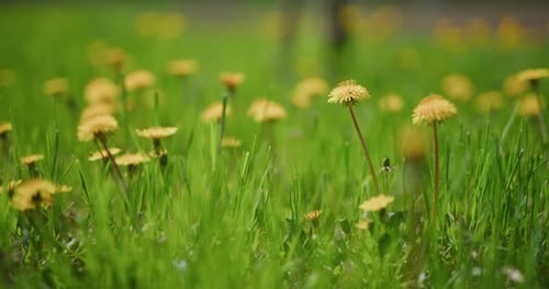 CloseUp of Dandelions on Sunlit Meadow