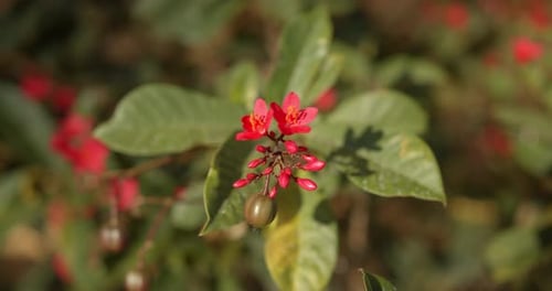 Close Up Tropical Plant, Red Flowers Close