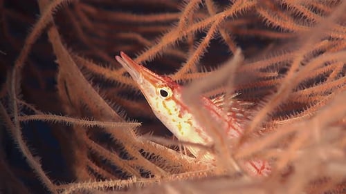 Longnose Hawkfish close up