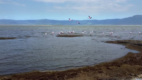 4k spectacular view of a flock of beautiful pink flamingos on Ngorongoro lake