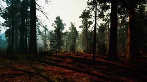 Foreshadowing Forest Mystery Dense Fog Cloaks Towering Tree Trunks Ominously