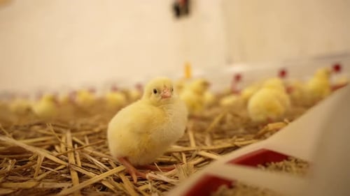 A Chick Hatched From the Egg in the Incubator Hatchery Farm Closeup