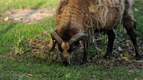 Domestic Ram on the Farm