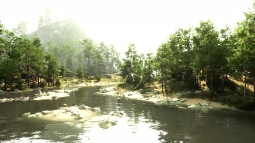 Río que fluye a través de un bosque lleno de árboles