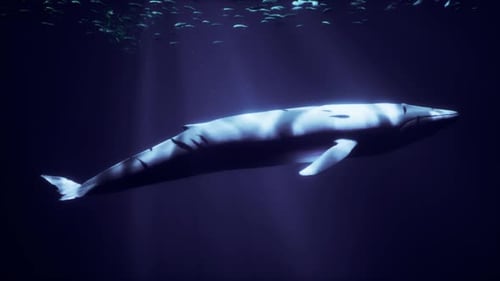 A Majestic White Whale Gliding Through an Underwater Paradise