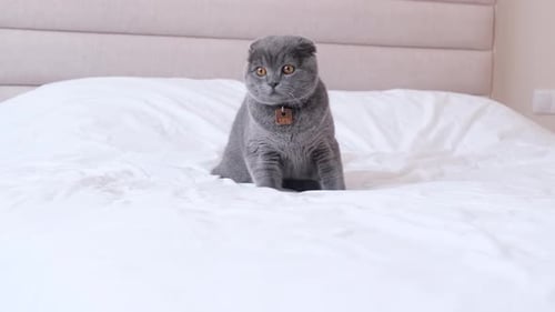 Um lindo gatinho Scottish Fold está sentado em uma cama grande com roupa de cama branca
