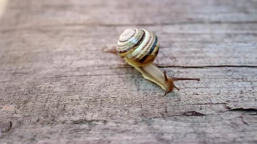 Close up of a striped snail crawling on a wooden board