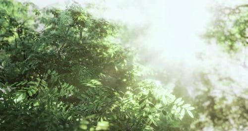 Sunlight Filters Through Lush Green Leaves in a Tranquil Forest Setting