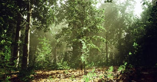 Sunlight Filters Through Dense Forest Canopy in Tranquil Nature Setting