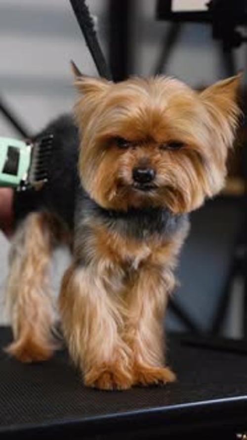Ein Hundefriseur verwendet einen professionellen Trimmer, um einen Yorkshire-Terrier während der Fellpflege sorgfältig zu pflegen