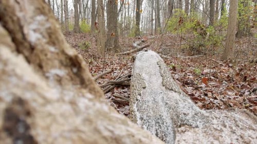 Schwenken Sie in Zeitlupe über einen schneebedeckten Baumstamm im Wald.